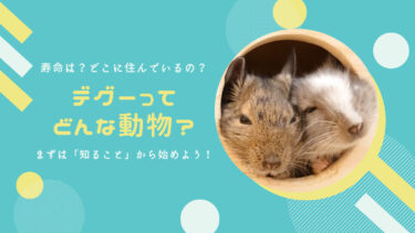 デグーってどんな動物？寿命は？どこに住んでいるの？