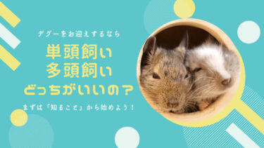 デグーをお迎えするなら単頭飼い・多頭飼いどっちがいいの？